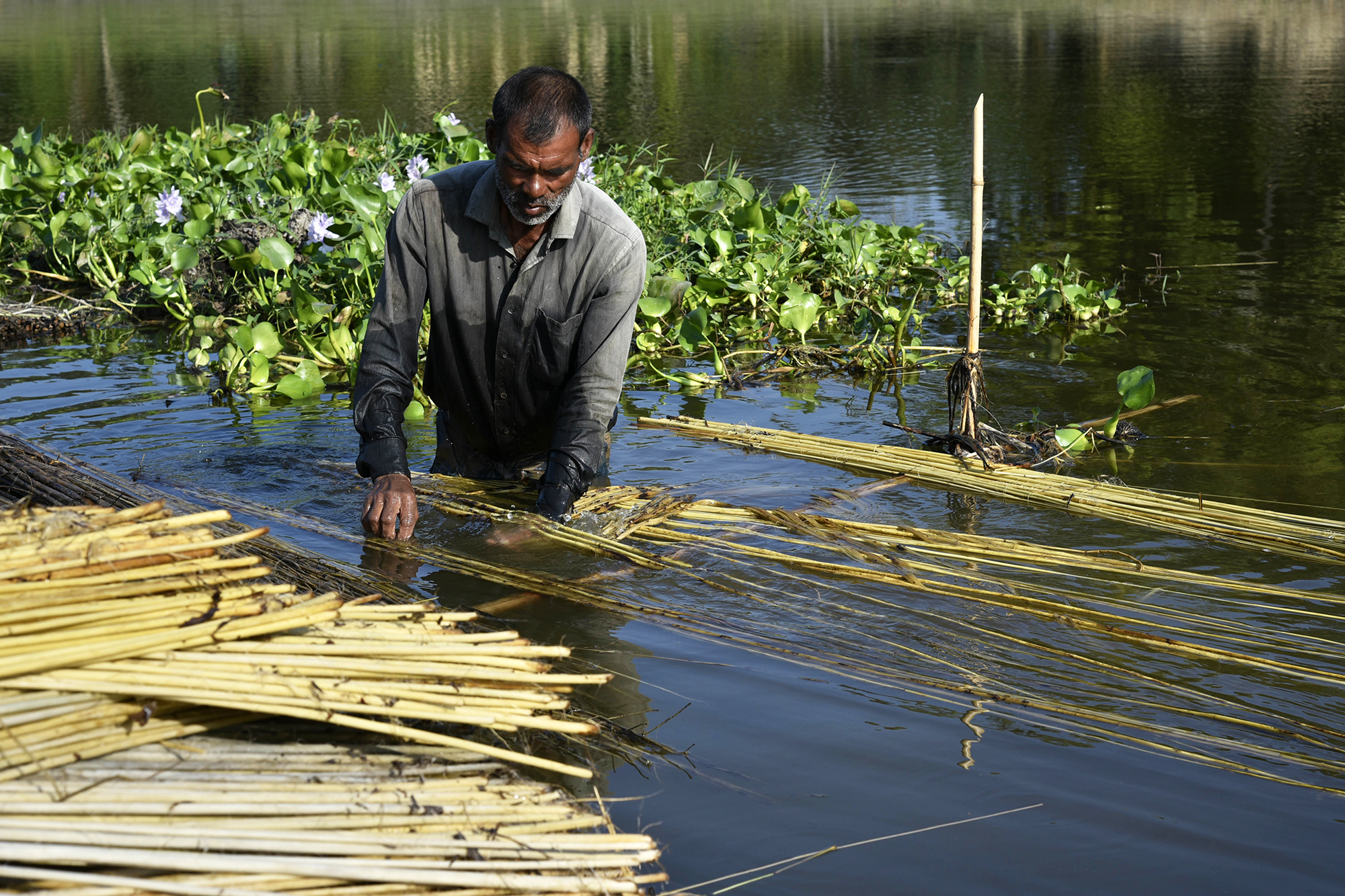 Water Retting Jute